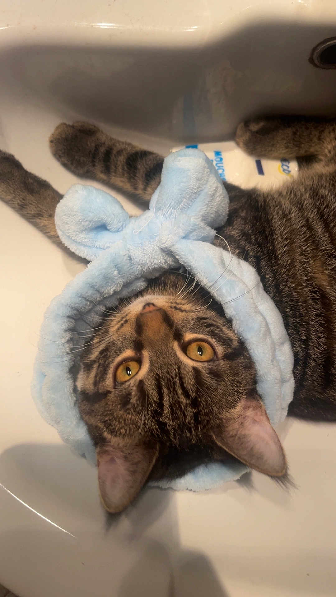 Déli participe au concours pour gagner de l'argent avec cette photo : cat, tabby, sink, blue_headband, bunny_ears, pet, animal, fur, whiskers, yellow_eyes, indoor, closeup, cute, relaxed, playful, headwear, domestic_cat, feline, portrait, resting