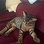 Déli a rejoint le concours — aidez-le/la à gagner de superbes lots ! cat, tabby, striped, feline, pet, relaxed, sleepy, couch, maroon, furniture, indoor, cozy, blanket, pillows, resting, animal, whiskers, claws, fur, living_room