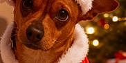 Uska participe au concours pour gagner de l'argent avec cette photo : dog, santa_hat, santa_costume, christmas_tree, christmas_lights, bokeh, festive, holiday, indoor, brown_fur, close_up, portrait, pet, cute, big_eyes, nose, fur, presents, decorations, red_clothing