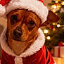 dog, santa_hat, santa_costume, christmas_tree, christmas_lights, bokeh, festive, holiday, indoor, brown_fur, close_up, portrait, pet, cute, big_eyes, nose, fur, presents, decorations, red_clothing