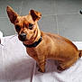 Uska participe au concours pour gagner de l'argent avec cette photo : dog, small_dog, chihuahua_mix, pet, brown_fur, short_fur, collar, towel, tile_floor, indoor, portrait, looking_up, ears_up, paws, sitting, close_up, cute, attention, domestic, companion