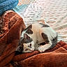 Stormy joined the competition — help win amazing prizes! animal, bed, blanket, cat, comfort, cozy, cute, domestic, feline, floral_bedspread, fur, gray, indoor, pet, relaxing, resting, sleepy, soft, warm, white
