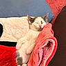 Stormy joined the competition — help win amazing prizes! animal, blanket, closeup, comfort, cozy, cute, feline, fur, indoor, kitten, paw, pet, pink, relaxation, rest, sleeping, snuggle, soft, warm, young