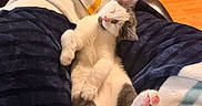 Stormy joined the competition — help win amazing prizes! animal, blanket, cat, comfort, couch, cozy, domestic, foot, furniture, gray_fur, indoor, kitten, lap, pet, pink_paw_pads, relaxation, resting, sleeping, soft, white_fur