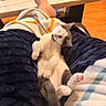 animal, blanket, cat, comfort, couch, cozy, domestic, foot, furniture, gray_fur, indoor, kitten, lap, pet, pink_paw_pads, relaxation, resting, sleeping, soft, white_fur