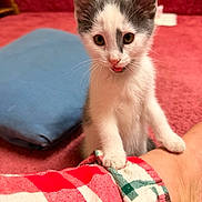 Stormy joined the competition — help win amazing prizes! animal, blue, carpet, cat, cozy, curious, cushion, cute, fur, human_arm, indoor, kitten, paw, pet, red, small, tongue_out, whiskers, white_and_gray, young