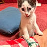 animal, blue, carpet, cat, cozy, curious, cushion, cute, fur, human_arm, indoor, kitten, paw, pet, red, small, tongue_out, whiskers, white_and_gray, young
