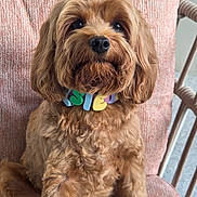 Elsie Lou is registered to the contest to win money with this photo: dog, pet, brown_fur, curly_fur, collar, indoor, chair, pink_chair, cute, fluffy, sitting, portrait, close_up, furry, companion, animal, domestic_animal, canine, fur, cute_pet