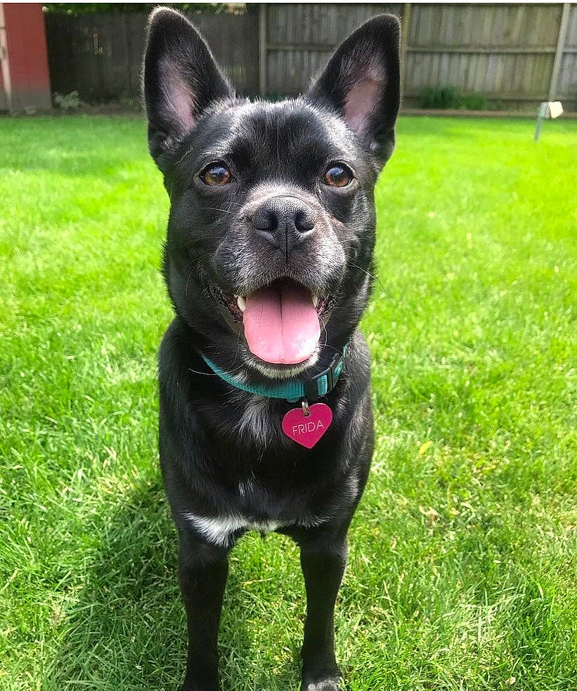 Frida is registered to the contest to win money with this photo: art, canidae, carnivore, collar, companion_dog, dog, dog_breed, dog_collar, fawn, grass, guard_dog, plant, sculpture, snout, sporting_group, tail, terrestrial_animal, whiskers, working_animal, working_dog