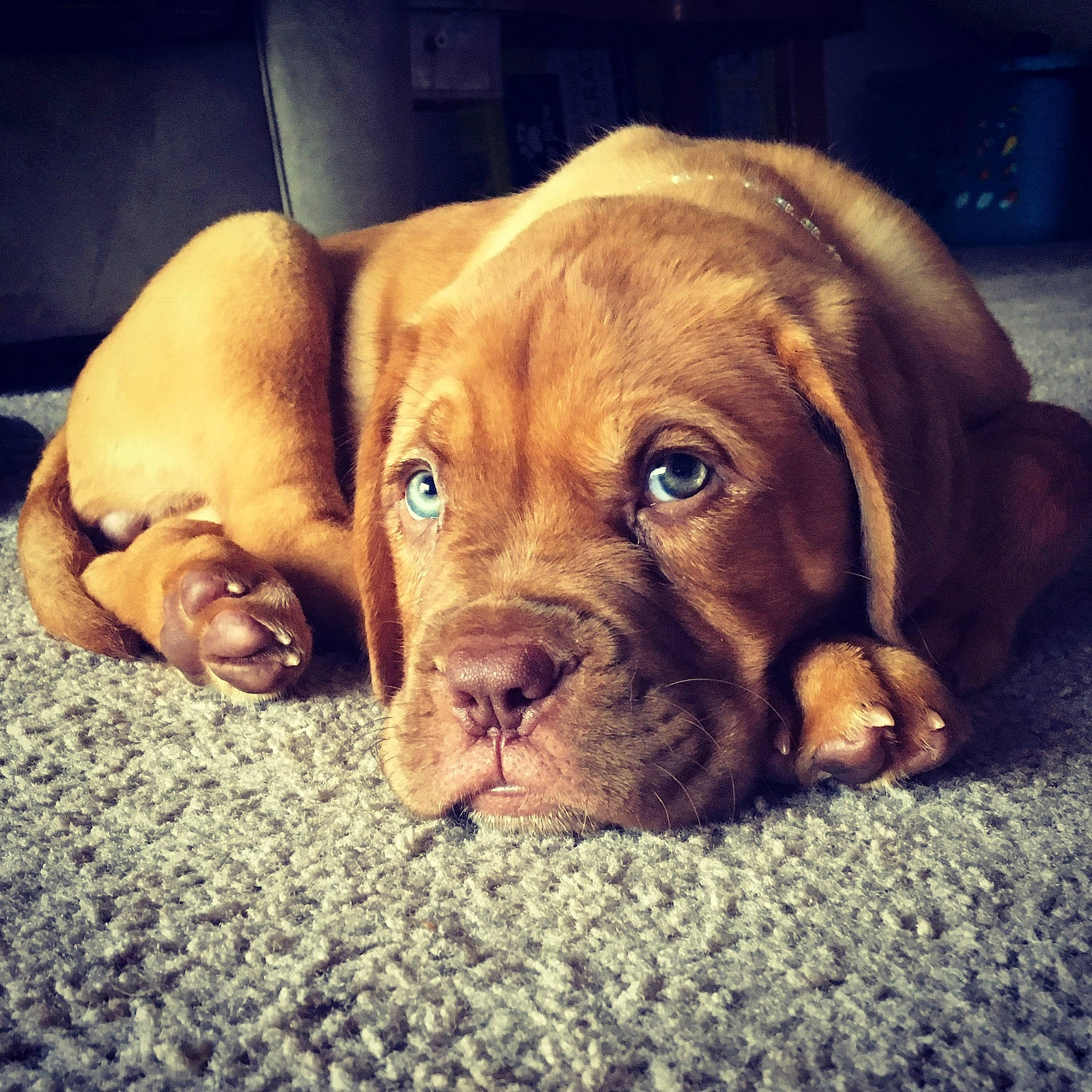 Ruby is registered to the contest to win money with this photo: beagador, canidae, carnivore, companion_dog, dog, dog_breed, dogue_de_bordeaux, guard_dog, korean_mastiff, mammal, puppy, puppy_love, rare_breed_dog, skin, snout, sporting_group, vertebrate, vizsla, working_dog, wrinkle