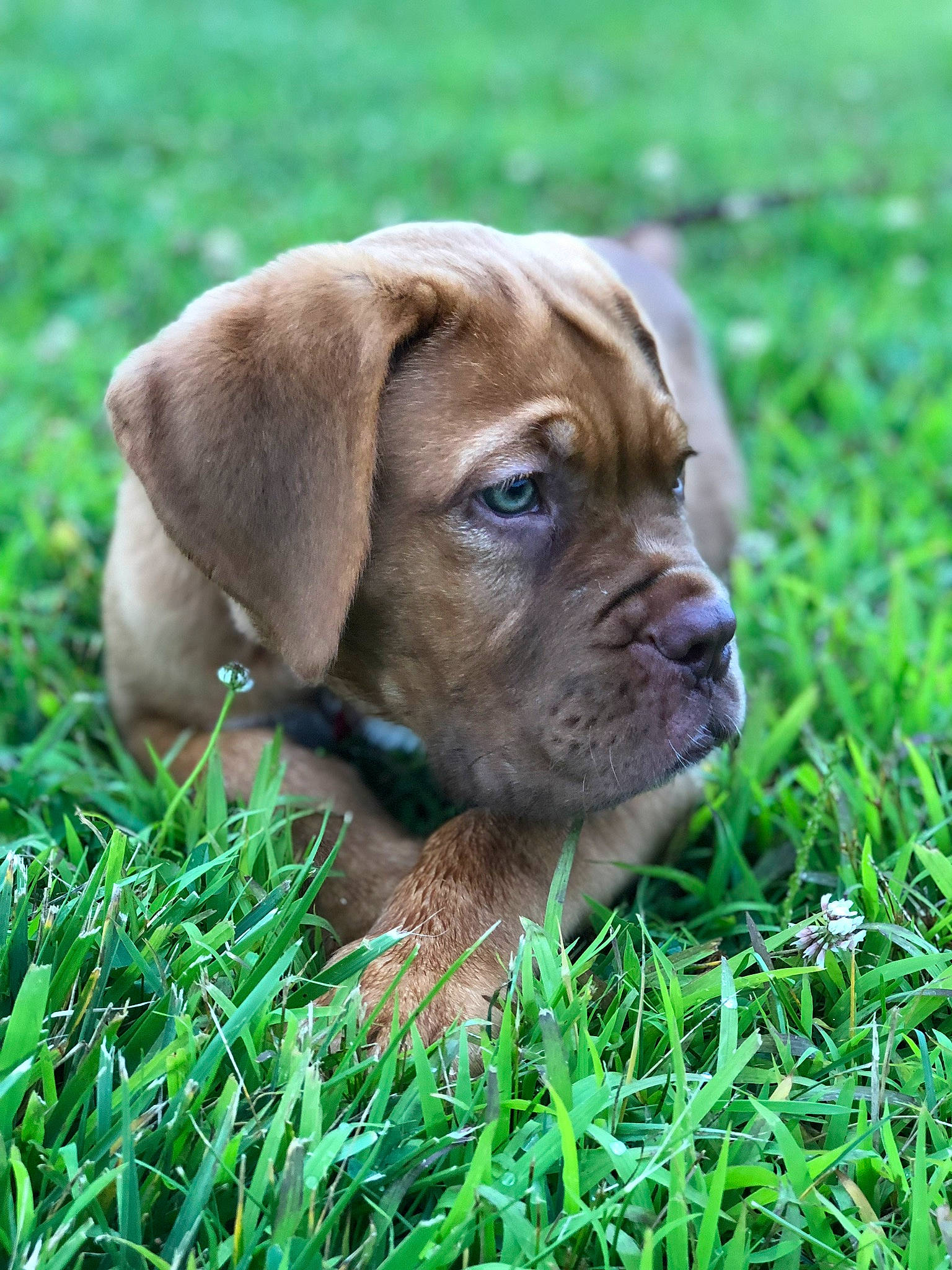 Ruby is registered to the contest to win money with this photo: boerboel, bullmastiff, canidae, carnivore, companion_dog, dog, dog_breed, dogue_de_bordeaux, english_mastiff, grass, guard_dog, korean_mastiff, mammal, molosser, ori_pei, rare_breed_dog, snout, sporting_group, vertebrate, working_dog