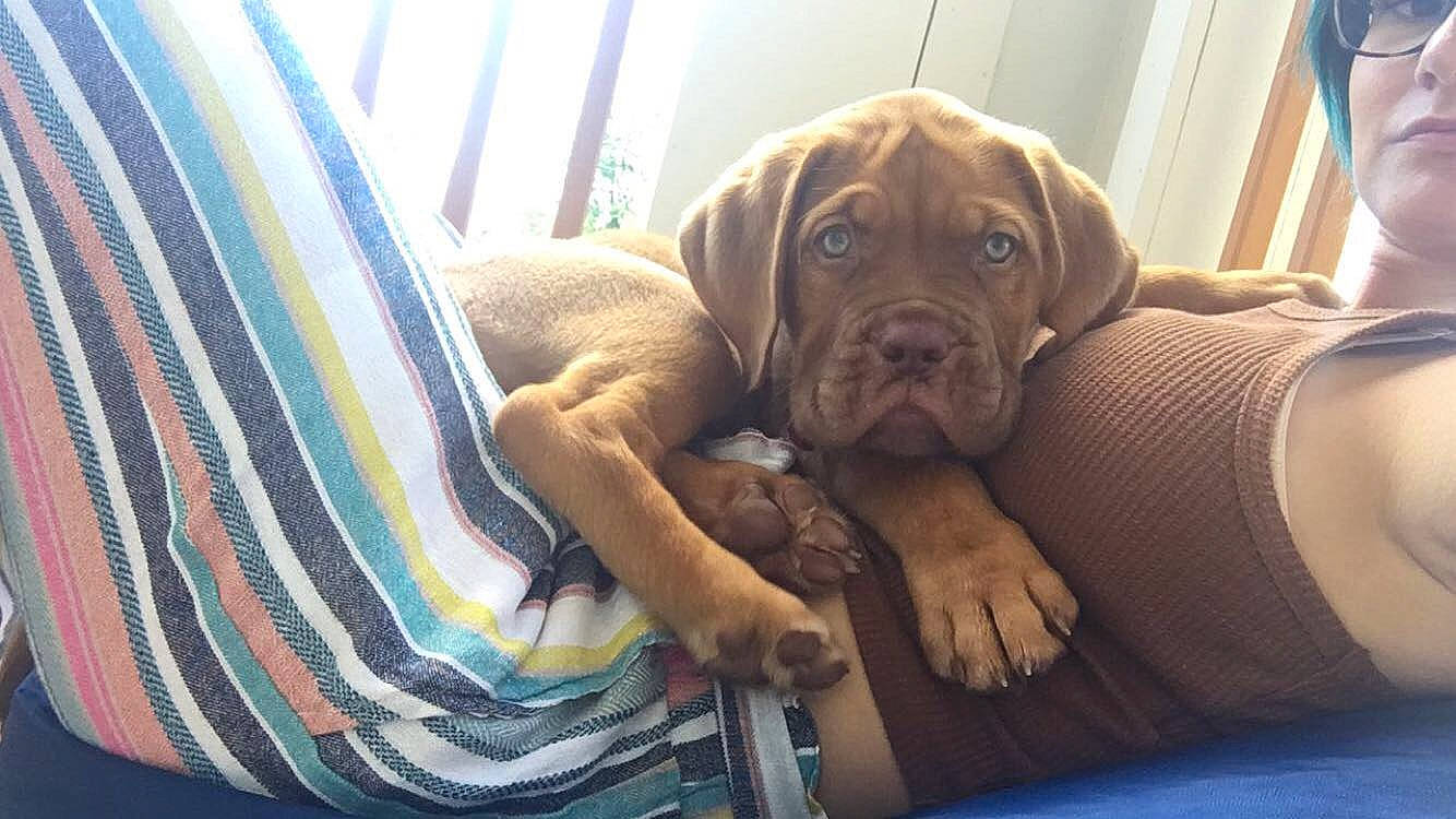Ruby is registered to the contest to win money with this photo: bandog, boxer, bullmastiff, cane_corso, canidae, carnivore, companion_dog, dog, dog_breed, dogue_de_bordeaux, english_mastiff, fawn, guard_dog, korean_mastiff, mammal, molosser, snout, sporting_group, vertebrate, working_dog