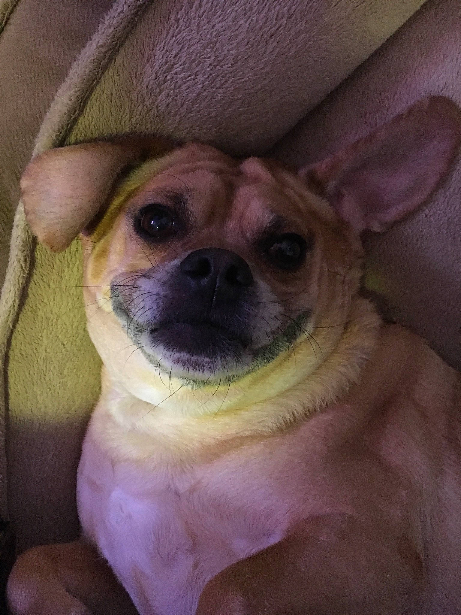 Spaz is registered to the contest to win money with this photo: canidae, carnivore, companion_dog, dog, dog_breed, ear, fawn, mammal, nose, pug, puggle, puppy, puppy_love, skin, snout, toy_dog, vertebrate, whiskers