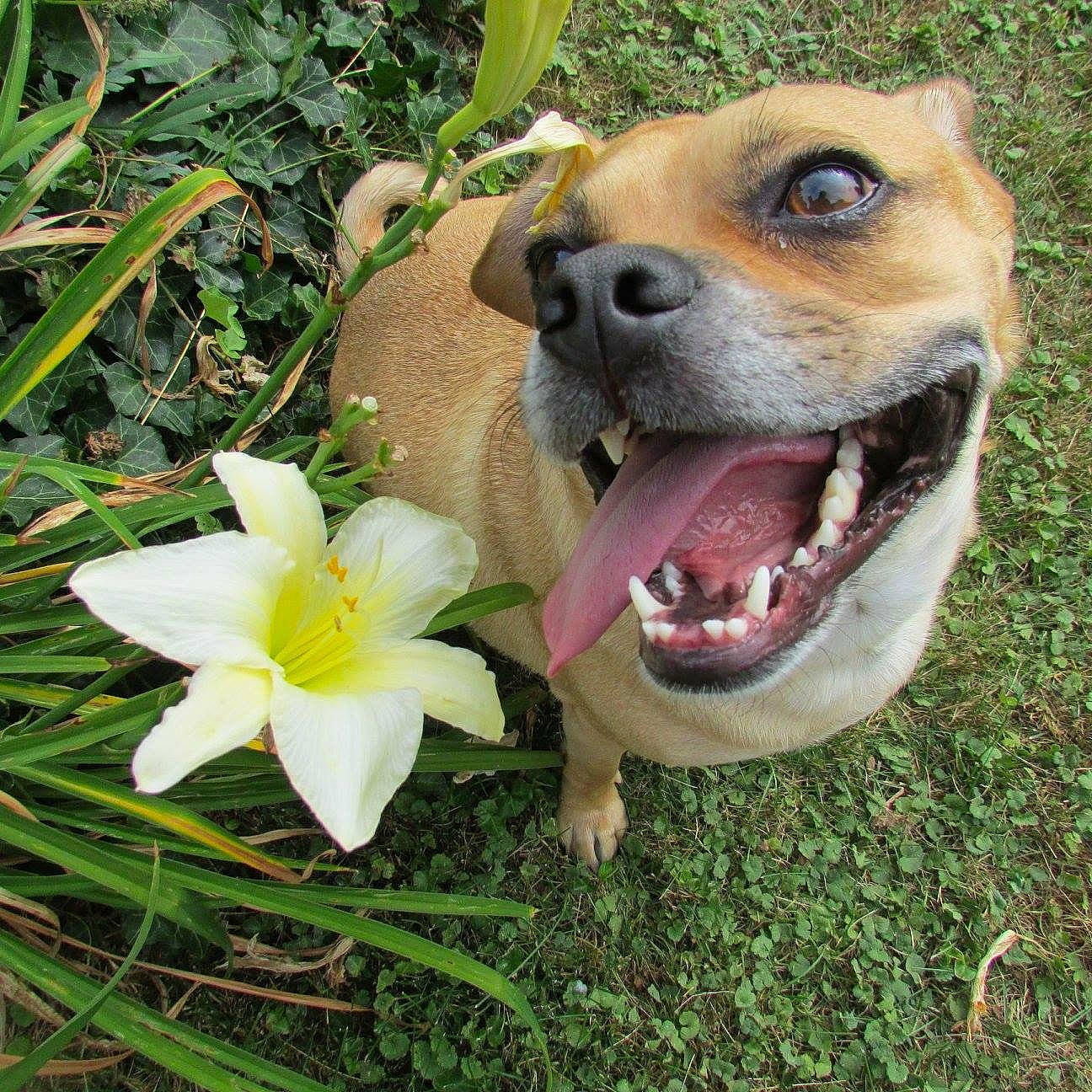 Spaz joined the competition — help win amazing prizes! canidae, carnivore, companion_dog, dog, dog_breed, fawn, flower, grass, mammal, plant, rat_terrier, snout