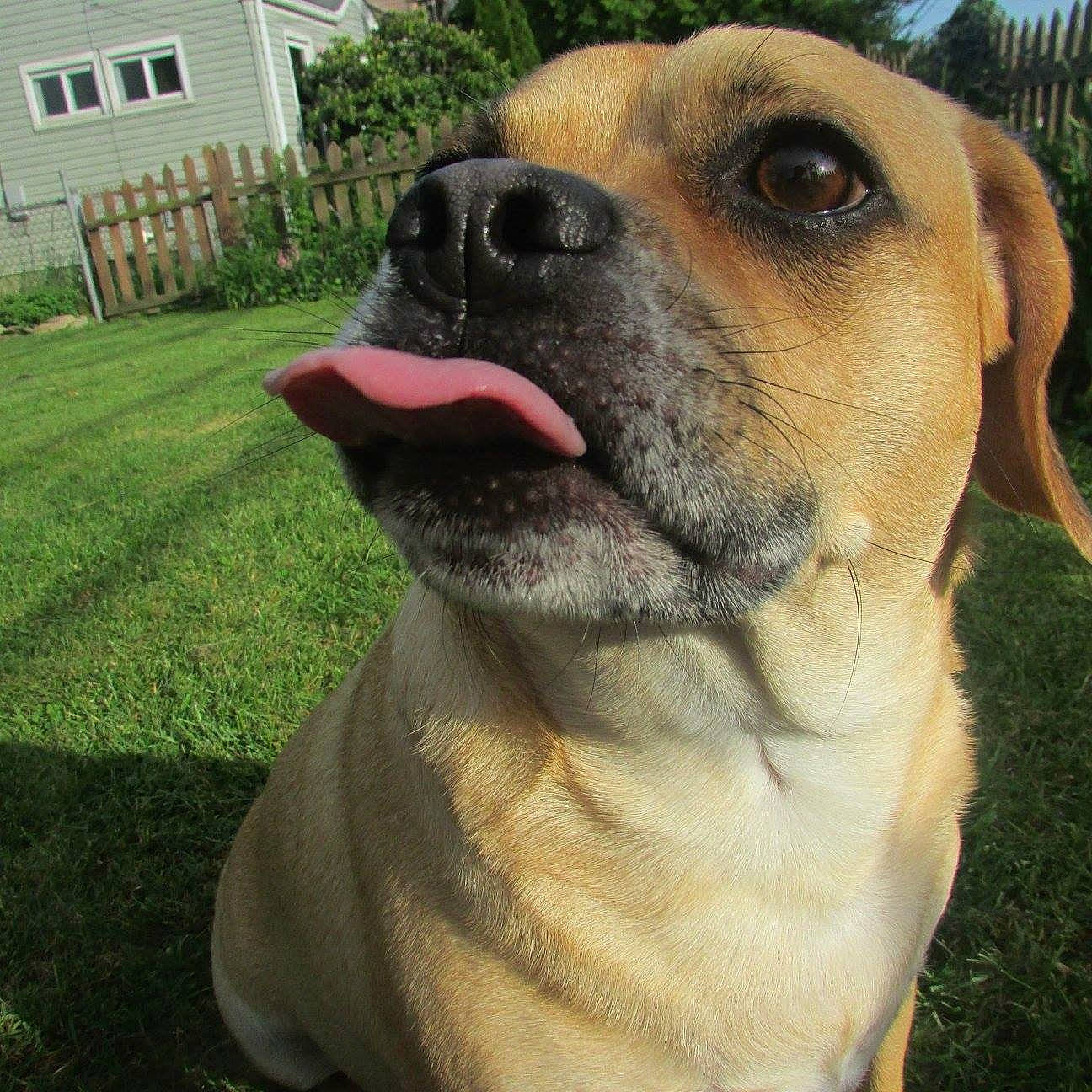 Spaz is registered to the contest to win money with this photo: ancient_dog_breeds, beagador, black_mouth_cur, broholmer, canidae, carnivore, companion_dog, dog, dog_breed, eye, fawn, grass, labrador_retriever, mammal, nose, puggle, snout, sporting_group, vertebrate, whiskers