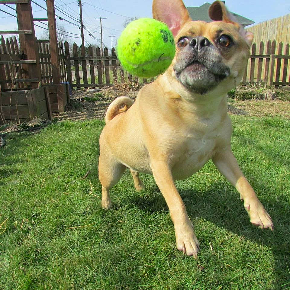 Spaz joined the competition — help win amazing prizes! ancient_dog_breeds, australian_bulldog, bulldog, canidae, carnivore, companion_dog, dog, dog_breed, fawn, french_bulldog, grass, mammal, non_sporting_group, pug, puppy, rare_breed_dog, snout, sporting_group, toy_bulldog, vertebrate