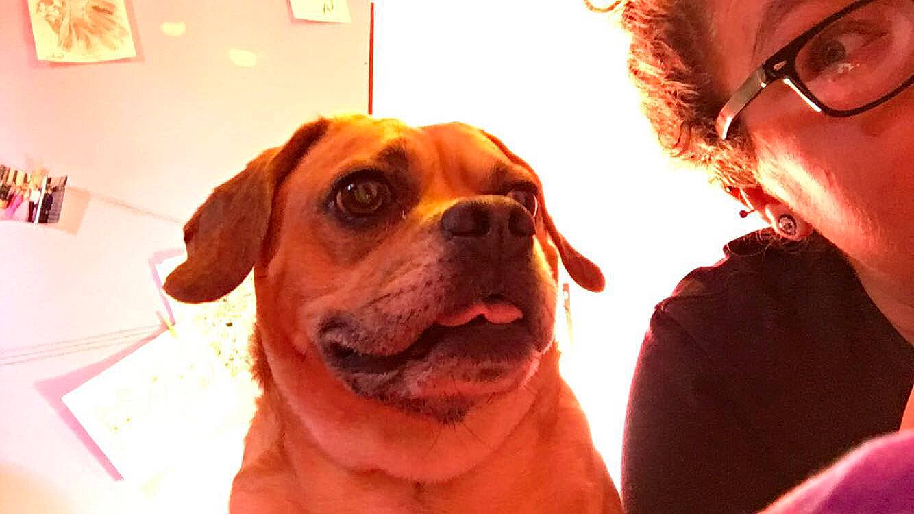 Spaz joined the competition — help win amazing prizes! boxer, bullmastiff, canidae, carnivore, companion_dog, dog, dog_breed, ear, fawn, mammal, puggle, puppy_love, rare_breed_dog, selfie, snout, sporting_group, tosa, vertebrate, working_dog