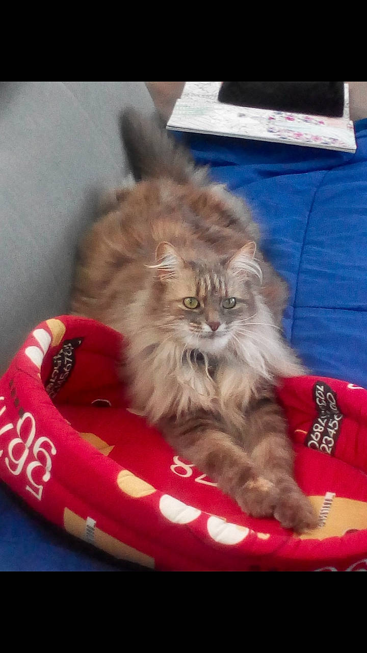 Chatouille a rejoint le concours — aidez-le/la à gagner de superbes lots ! bean_bag, box, canidae, carnivore, cat, cat_supply, comfort, companion_dog, fawn, felidae, fur, paw, persian, publication, ragdoll, small_to_medium_sized_cats, snout, tail, terrestrial_animal, whiskers