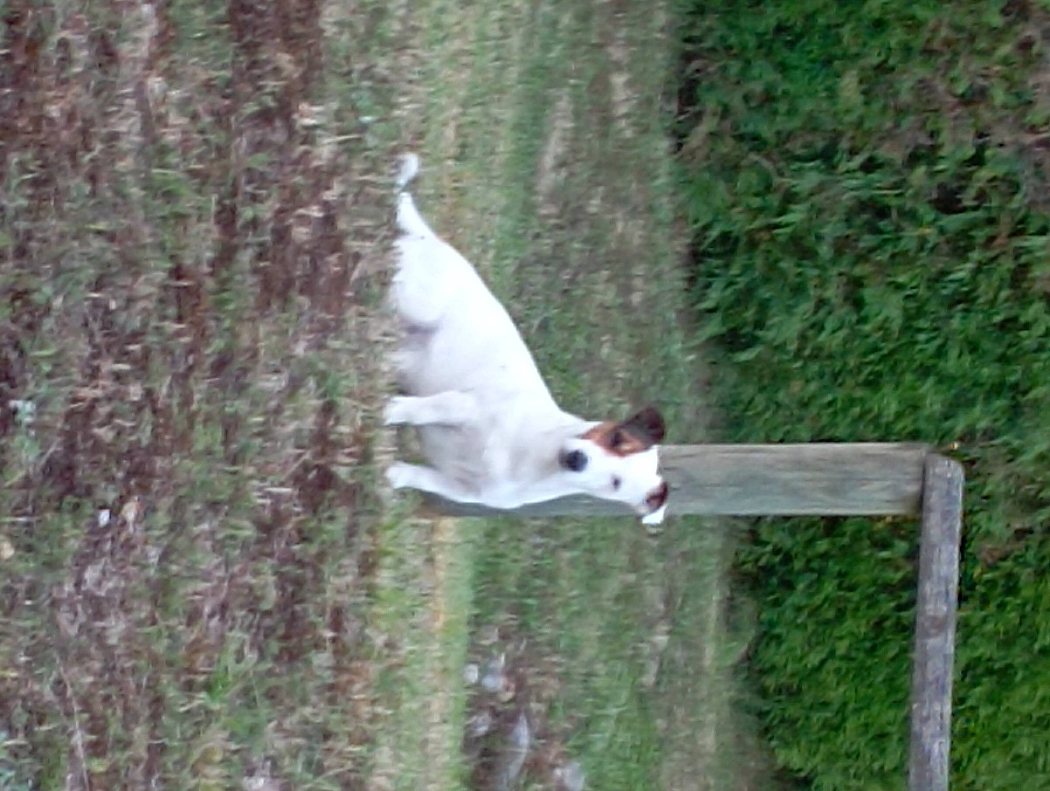 Tyron participe au concours pour gagner de l'argent avec cette photo : beak, canidae, companion_dog, dog_breed, fawn, grass, plant, sporting_group, tail, terrestrial_animal, tree, trunk, wildlife, wood
