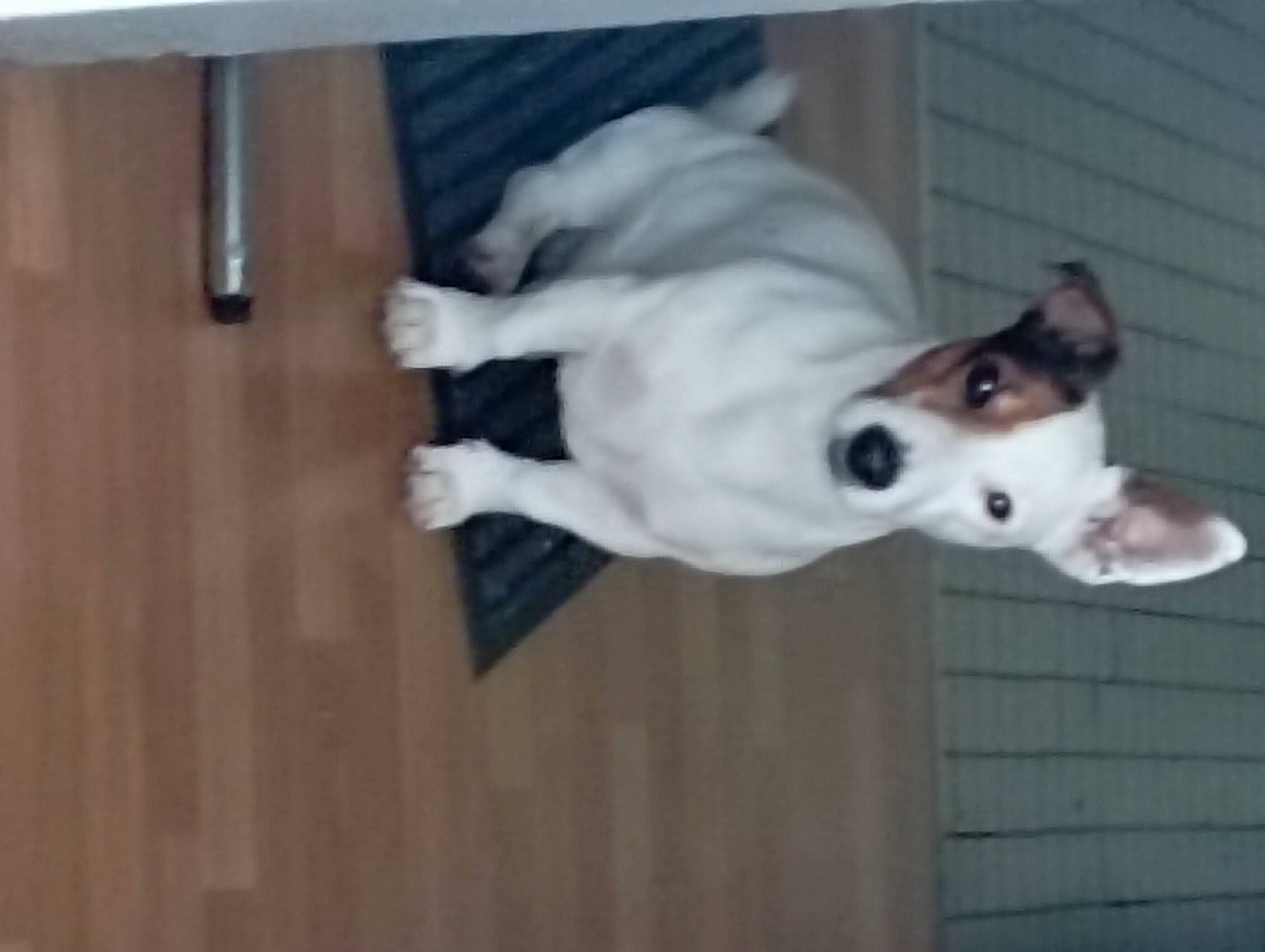 Tyron participe au concours pour gagner de l'argent avec cette photo : canidae, carnivore, collar, companion_dog, dog, dog_breed, dog_collar, dog_supply, door, ear, fawn, flooring, hardwood, non_sporting_group, snout, sporting_group, tail, terrestrial_animal, wood, working_animal