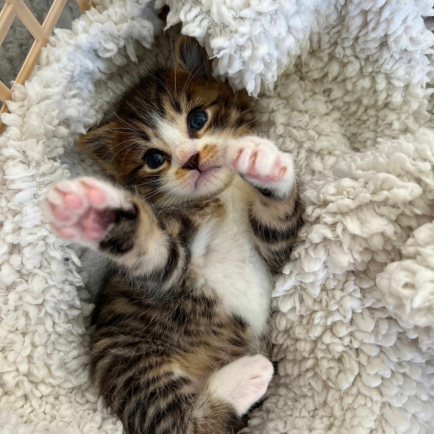 Peps a rejoint le concours — aidez-le/la à gagner de superbes lots ! abyssinian, animal, blanket, cat, kitten, manx, person, pet, quilt, siamese, sleeping