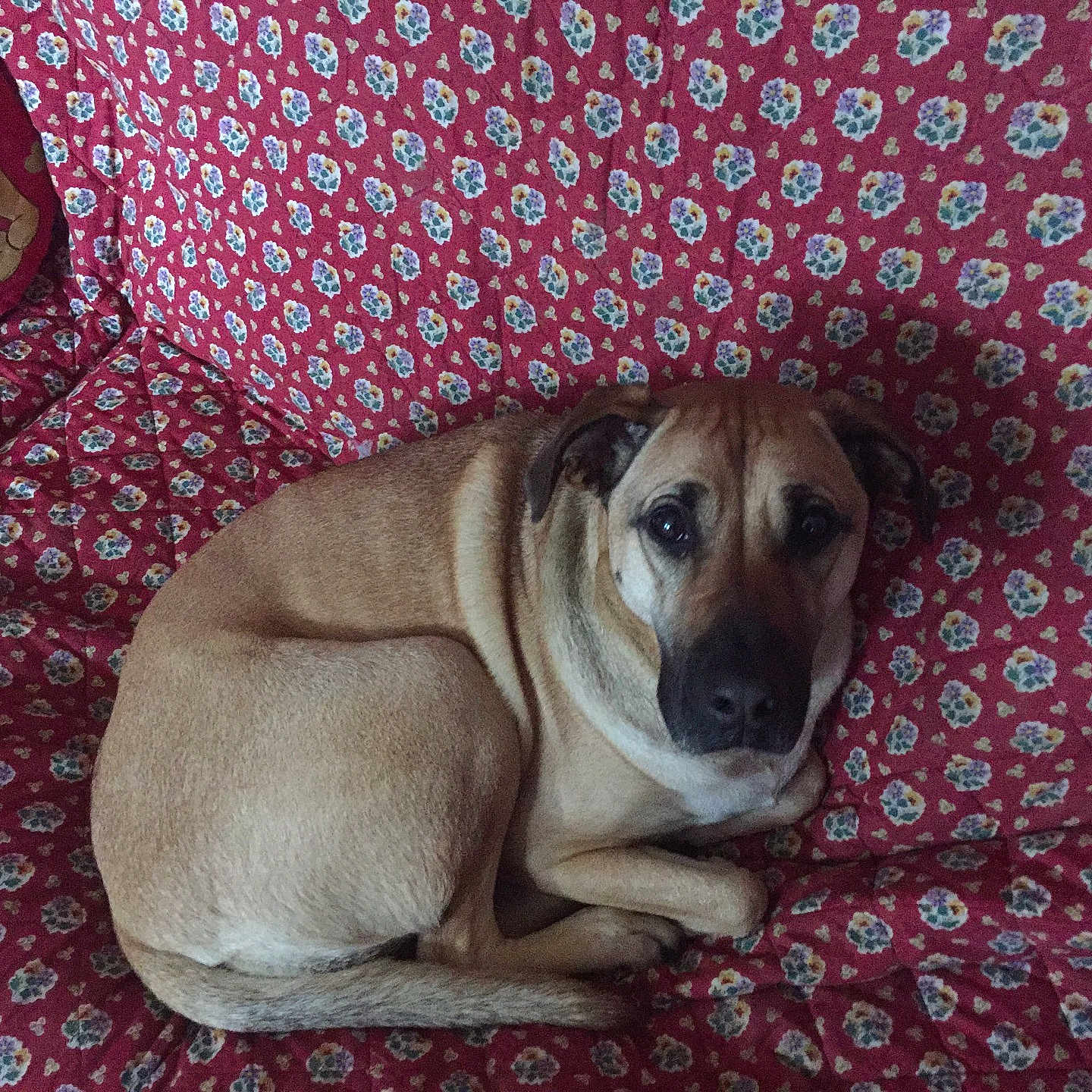 Rose a rejoint le concours — aidez-le/la à gagner de superbes lots ! black_mouth_cur, carnivoran, dog, dog_breed, dog_breed_group, dog_crossbreeds, dog_like_mammal, fawn, puppy, shar_pei, snout, whiskers