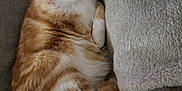 Loky a rejoint le concours — aidez-le/la à gagner de superbes lots ! cat, orange_cat, white_cat, pet, sleeping, cozy, blanket, soft, fur, paw, resting, cute, indoor, relaxed, feline, animal, comfort, home, closeup, cute_pose