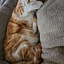 cat, orange_cat, white_cat, pet, sleeping, cozy, blanket, soft, fur, paw, resting, cute, indoor, relaxed, feline, animal, comfort, home, closeup, cute_pose