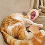Loky a rejoint le concours — aidez-le/la à gagner de superbes lots ! cat, orange_cat, white_cat, yawning, pet, feline, fur, whiskers, tail, paws, couch, beige, indoor, relaxed, sleepy, animal, cute, domestic_cat, resting, cozy