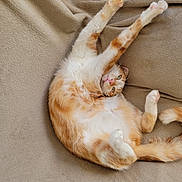 Loky participe au concours pour gagner de l'argent avec cette photo : cat, orange_cat, white_cat, stretching, paws_up, relaxed, cozy, blanket, feline, pet, domestic_cat, cute, fur, whiskers, indoor, sleepy, playful, resting, animal, soft