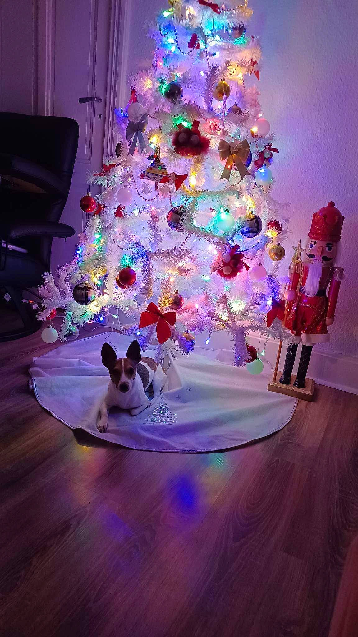 Skeepy participe au concours pour gagner de l'argent avec cette photo : carnivore, christmas_decoration, christmas_ornament, christmas_tree, decoration, dog, event, evergreen, holiday, holiday_ornament, living_room, magenta, ornament, pink, plant, purple, table, tradition, tree, wood