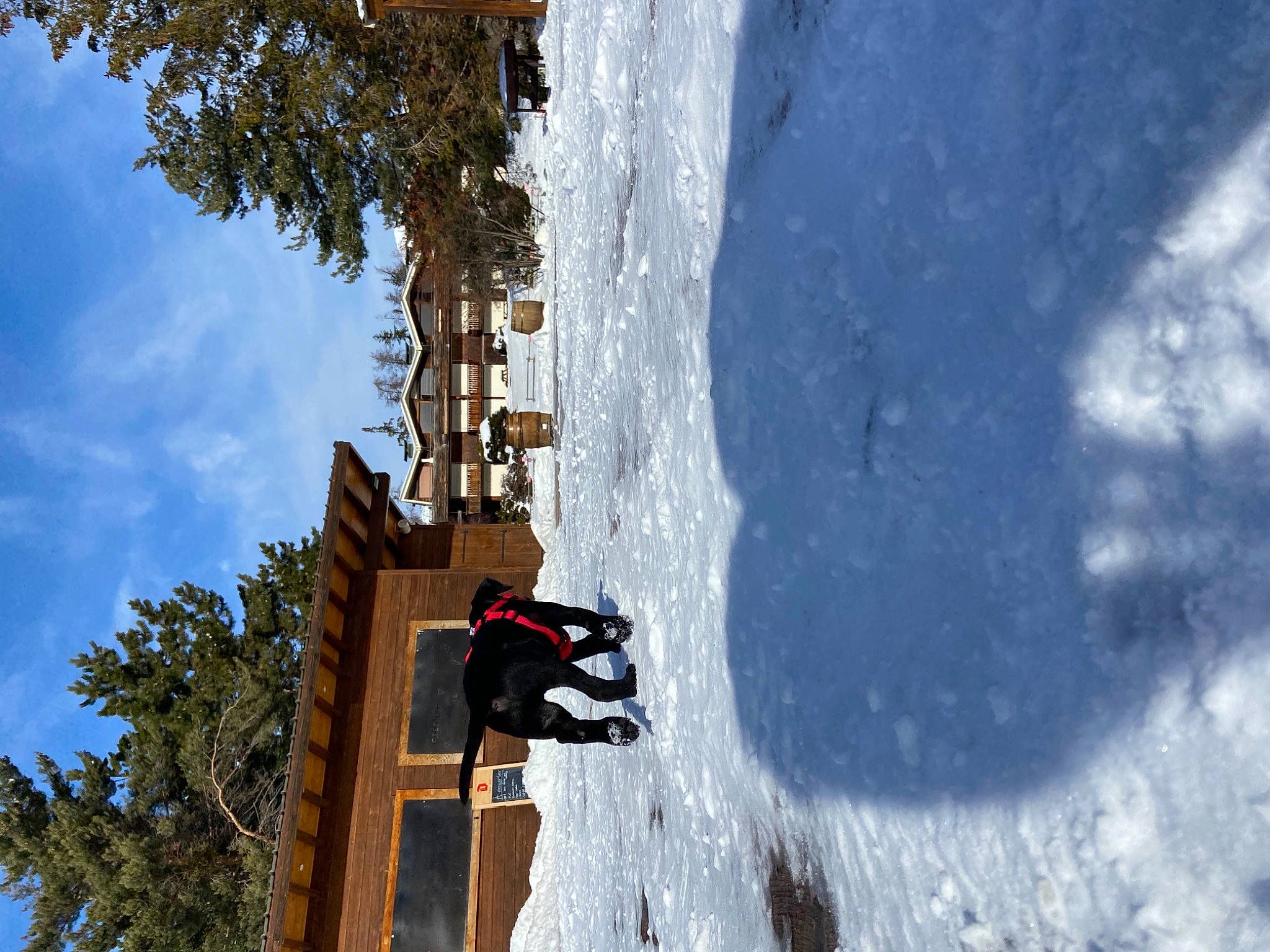 Rayko a rejoint le concours — aidez-le/la à gagner de superbes lots ! adventure, building, cloud, extreme_sport, freezing, ice_cap, leisure, mountaineer, outdoor_recreation, plant, recreation, sky, slope, snow, snowboard, sports_equipment, tree, winter, winter_sport, wood