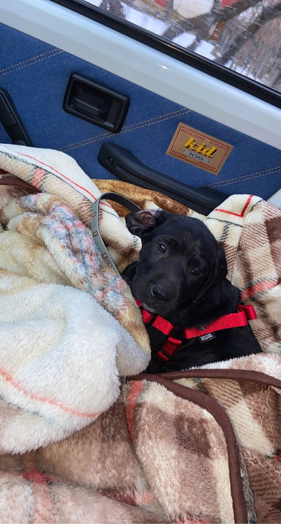 Rayko participe au concours pour gagner de l'argent avec cette photo : auto_part, automotive_exterior, car_seat, car_seat_cover, carnivore, collar, comfort, companion_dog, dog, dog_breed, fawn, fur, motor_vehicle, personal_luxury_car, sporting_group, steering_wheel, vehicle, vehicle_door, window, working_animal