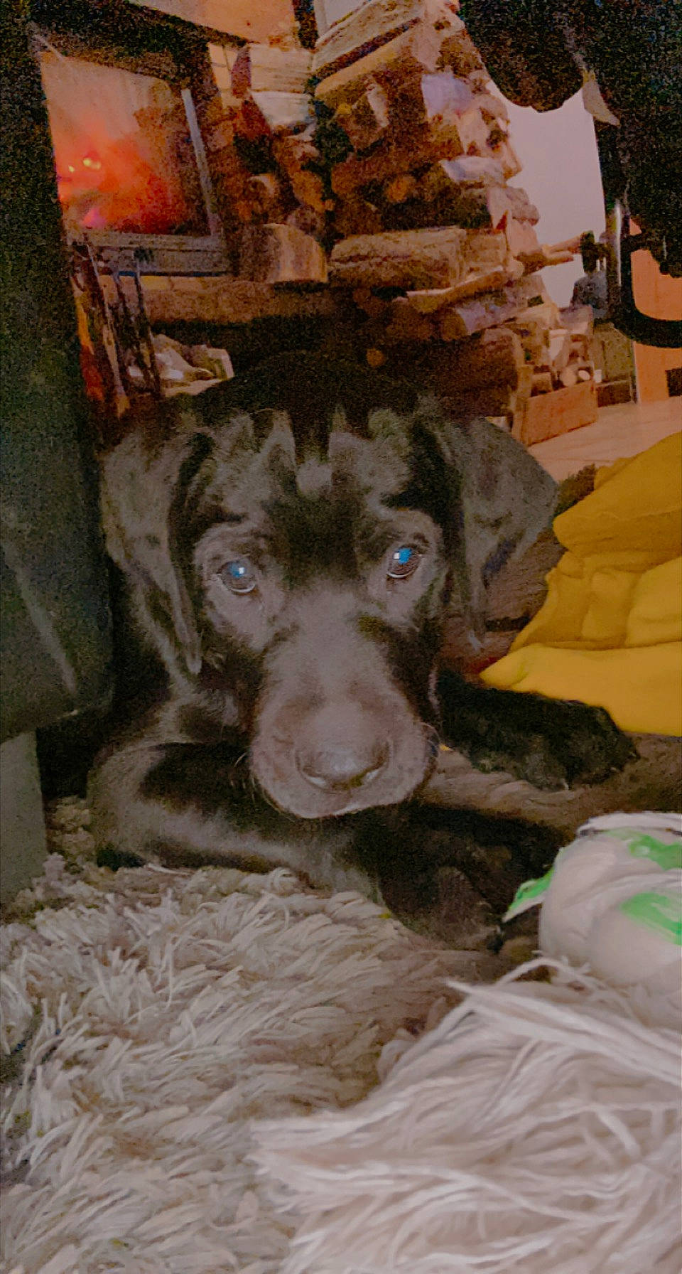 Rayko participe au concours pour gagner de l'argent avec cette photo : art, bed, brown, canidae, carnivore, comfort, companion_dog, dog, dog_breed, fawn, fur, linens, liver, snout, spaniel, sporting_group, vertebrate, whiskers, wood, working_animal