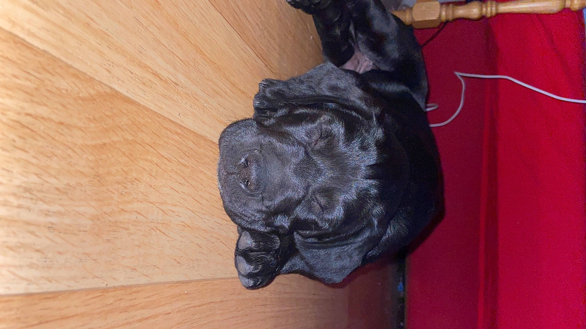 Rayko participe au concours pour gagner de l'argent avec cette photo : canidae, carnivore, companion_dog, dog, dog_breed, door, electric_blue, flooring, fur, grey, hardwood, liver, personal_protective_equipment, sculpture, snout, sporting_group, tail, wood, wood_flooring, wood_stain