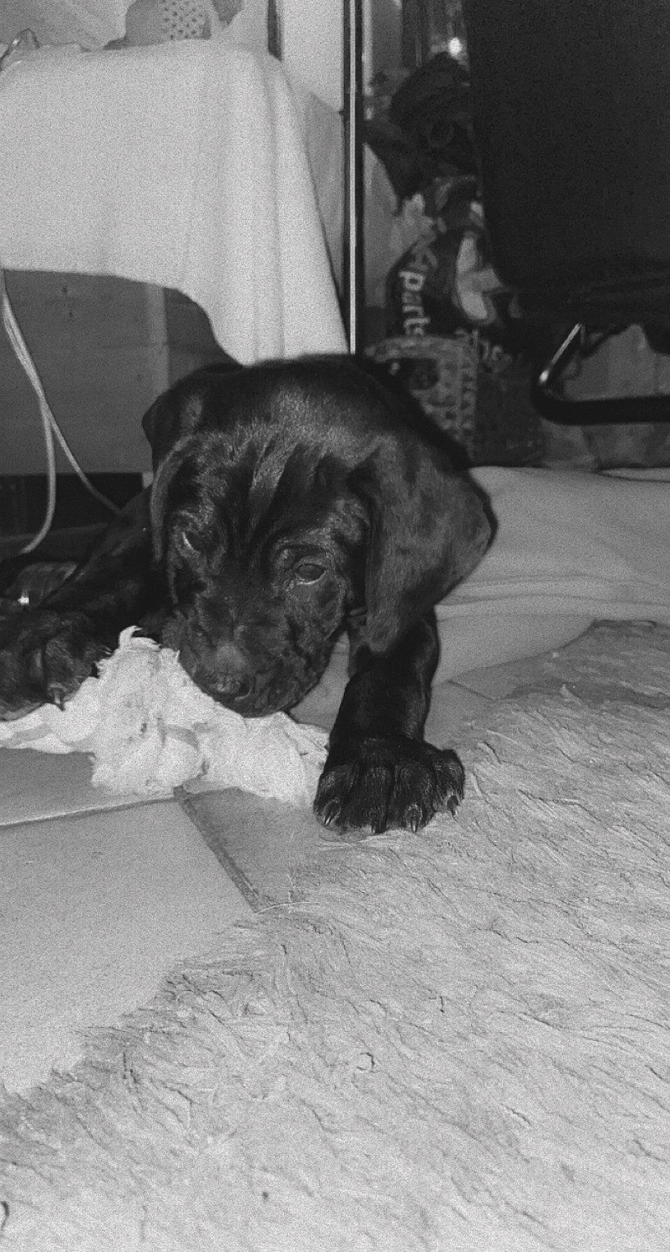 Rayko a rejoint le concours — aidez-le/la à gagner de superbes lots ! black_and_white, carnivore, comfort, companion_dog, dog, dog_breed, fawn, flooring, fur, grey, guard_dog, monochrome, monochrome_photography, snout, sporting_group, style, terrestrial_animal, toy_dog, whiskers, working_animal