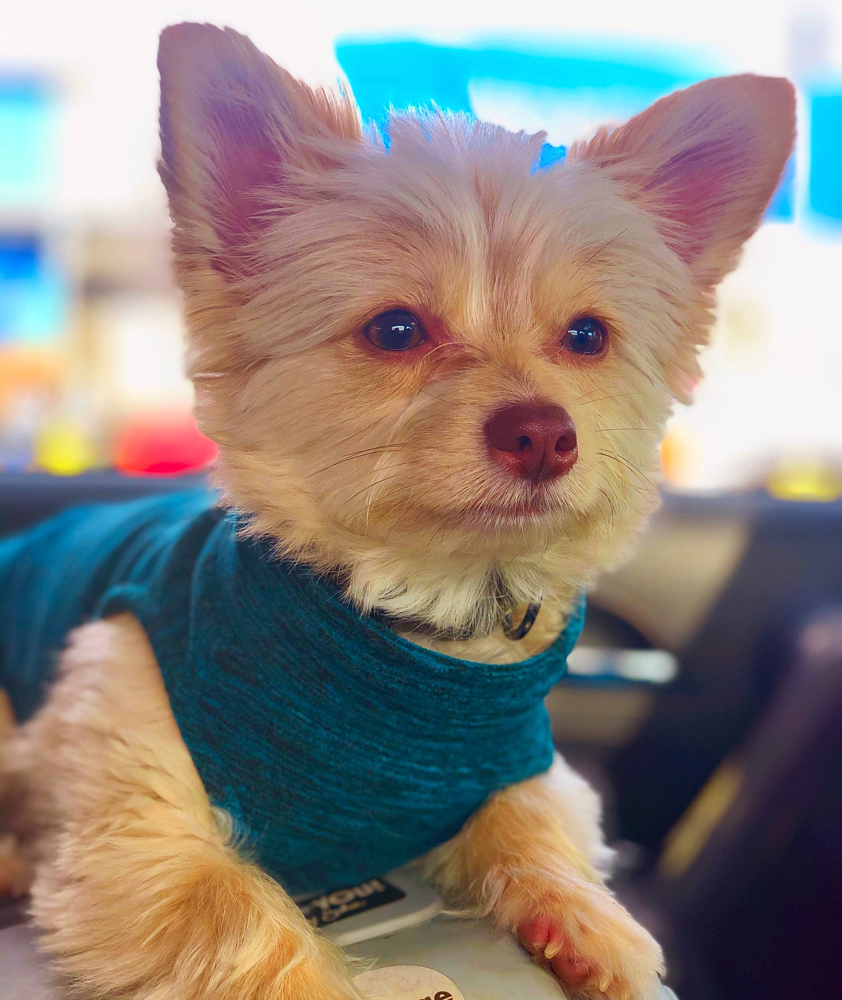 Augustine joined the competition — help win amazing prizes! cairn_terrier, canidae, carnivore, companion_dog, dog, dog_breed, ear, mammal, morkie, norwich_terrier, pomeranian, puppy, rare_breed_dog, skin, snout, terrier, toy_dog, vertebrate, yorkipoo, yorkshire_terrier