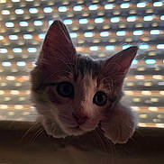 Blue a rejoint le concours — aidez-le/la à gagner de superbes lots ! kitten, cat, pet, animal, curious, indoor, window, blinds, face, ears, whiskers, fur, cute, young, looking, closeup, playful, domestic, mammal, light