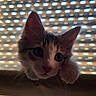 kitten, cat, pet, animal, curious, indoor, window, blinds, face, ears, whiskers, fur, cute, young, looking, closeup, playful, domestic, mammal, light