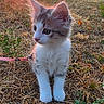 Blue participe au concours pour gagner de l'argent avec cette photo : kitten, cat, animal, pet, outdoor, sunset, grass, leash, nature, young, cute, fur, whiskers, ears, field, sun, tree, sky, morning, small