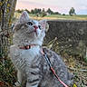 kitten, cat, outdoor, grass, tree, sunset, leash, harness, nature, animal, pet, young, curious, fur, whiskers, pink, cute, field, sky, adorable