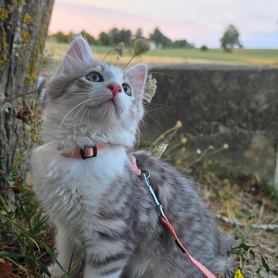Blue participe au concours pour gagner de l'argent avec cette photo : kitten, cat, outdoor, grass, tree, sunset, leash, harness, nature, animal, pet, young, curious, fur, whiskers, pink, cute, field, sky, adorable