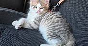 Blue a rejoint le concours — aidez-le/la à gagner de superbes lots ! kitten, cat, pet, leash, car_seat, feline, animal, domestic_animal, fur, whiskers, young_cat, cute, resting, indoor, seatbelt, travel, vehicle_interior, gray, white, curious