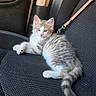 kitten, cat, pet, leash, car_seat, feline, animal, domestic_animal, fur, whiskers, young_cat, cute, resting, indoor, seatbelt, travel, vehicle_interior, gray, white, curious