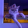 Blue a rejoint le concours — aidez-le/la à gagner de superbes lots ! kitten, cat, window, night, purple_light, perch, paw, indoor, animal, pet, feline, soft_light, relaxed, domestic, young_cat, curious, resting, house, glow, urban