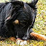 Nukkie participe au concours pour gagner de l'argent avec cette photo : dog, black_dog, brown_dog, grass, moss, bone, outdoor, animal, pet, lying_down, ears, fur, nature, close_up, canine, daylight, sniffing, chewing, tongue, focused