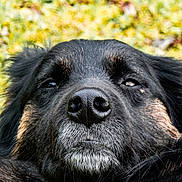 Nukkie a rejoint le concours — aidez-le/la à gagner de superbes lots ! dog, close_up, black_dog, brown_dog, animal, pet, outdoor, grass, nose, face, fur, portrait, relaxed, canine, muzzle, whiskers, nature, resting, head, sleepy
