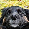 animal, black_dog, brown_dog, canine, close_up, dog, face, fur, grass, head, muzzle, nature, nose, outdoor, pet, portrait, relaxed, resting, sleepy, whiskers