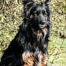 Nukkie a rejoint le concours — aidez-le/la à gagner de superbes lots ! dog, animal, black_fur, tan_fur, outdoor, nature, grass, leafy_branches, pet, canine, fluffy, sitting, alert, portrait, daylight, fur, ears, muzzle, watchful, companion