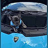 french_bulldog, puppy, dog, blue_harness, car, lamborghini, luxury_car, front_trunk, blue_car, pet, animal, cute, curious, outdoor, reflection, sky, clouds, close_up, vehicle, transportation